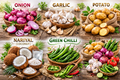 Premium Fresh Vegetables Supplier – Onion, Garlic, Potato & Green Chilli (Bulk Available)